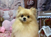 2 pomeranians girl and boy
