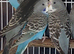 Baby budgies