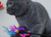 Beautiful Female TICA Non active / active