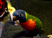 Rainbow lorikeet