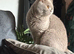 Beautiful male British shorthair