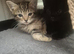 Savannah x kittens