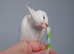Hand reread silly tame DNA sexed baby cockatiels