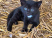 Farm kittens for sale (friendly)