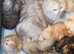 Wee Wonders seek new mum and dad - RESERVED