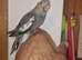 Hand rear cockatiel
