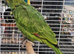 Variety Baby Amazon Parrots available