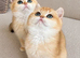 Tica registered ny12 British Shorthair Boys