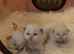 Ragdoll Kittens For Sale