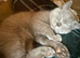 Pedigree British Shorthair