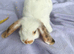 Mini lop babies for sale