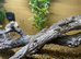 Collared Lizards at Birmingham Reptiles