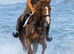 Super class 1 Irish draught
