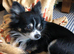 Four long haired chihuahuas
