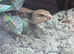 Full Setup + Gorgeous friendly Blue Tongue Skink