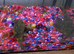 2 Plecostomus good size over 10 inch