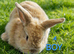 Mini lop babies