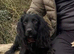 Cocker spaniel