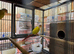 Suncheek conure pair
