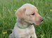 **STANLEY** Beautiful Labrador Boy Available