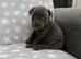 Kc registered blue Staffordshire bull terrier puppies