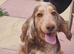 Beautiful cocker spaniel