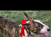 Big English bull terrier for stud