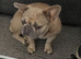 French bulldog
