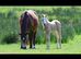 Stunning palamino filly