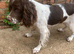 Working cocker spaniel