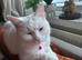 White cat