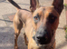 LOVING HOME NEEDED FOR AN 18-MONTH-OLD BELGIAN MALINOIS We are looking for a loving and suitable new home for our 18-month-old male Belgian Malinois.