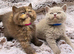 2 lilac British shorthair kittens available to reserve