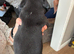 Springer spaniel cross dachshund puppies