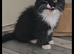 Adorable Persian Cross Female Kittens For Sale