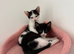 9 week old kittens