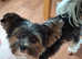 Purebred Pedigee Biewer Terrier Proven Stud