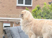 Male Pugese