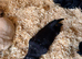 Beautiful working line Labrador puppies