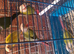 Lovely pair conures