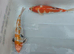 Koi carp