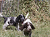 KC Registered Show Type Cocker Spaniel Puppies