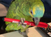 Ollie blue fronted amazon