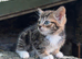 Beautiful tabby kittens for forever homes
