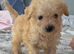 Toy labradoodle puppies