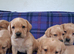 Gorgeous Golden Labrador Puppies