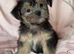 Gorgeous Shorkie Puppies Vaccinated &Microchipped