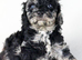 Cavapoo boys and girls