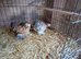 2 lovely Mille fleur Pekins both Female 3 months old