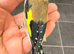 x2 males  2025 goldfinches bbc rings very fit